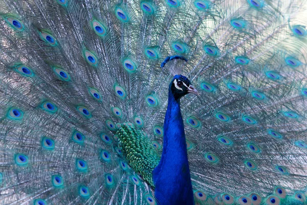 Retrato Pavão Bonito Com Penas Para Fora Pássaro Grande Brilhante — Fotografia de Stock