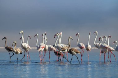 Vahşi Afrika kuşları. Beyaz afrikalı flamingo kuşları güneşli bir günde mavi gölde dolaşıyorlar.