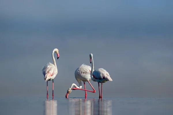 Wilde Afrikanische Vögel Gruppe Weißer Afrikanischer Flamingos Spaziert Einem Sonnigen — Stockfoto