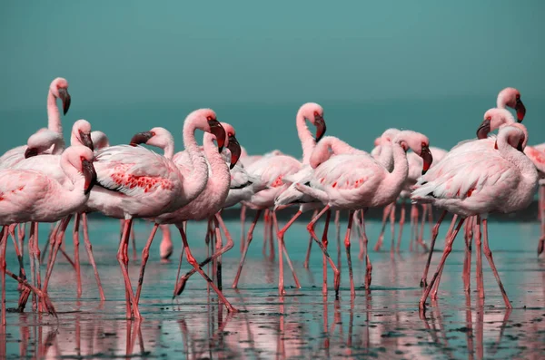 Wild african birds. Group birds of pink african flamingos  walking around the blue lagoon on a sunny day