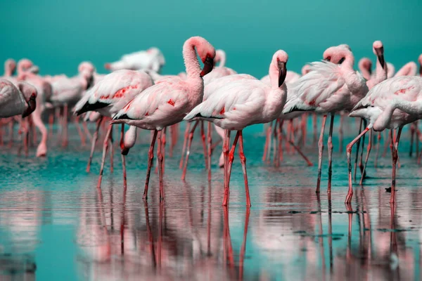 Wild african birds. Group birds of pink african flamingos  walking around the blue lagoon on a sunny day