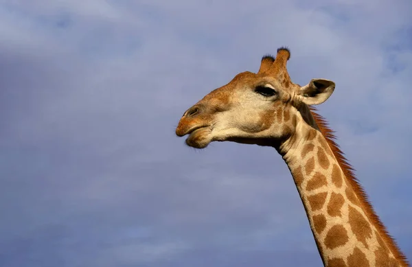 Vida Salvaje Africana Una Gran Jirafa Sudafricana Común Cielo Azul —  Fotos de Stock