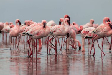 Vahşi Afrika kuşları. Pembe afrikalı flamingo kuşları güneşli bir günde mavi gölde dolaşıyorlar.