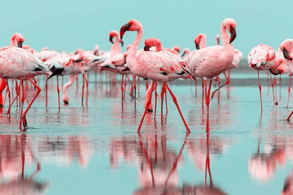 Wild African Birds Group Birds Pink African Flamingos Walking Blue — Stock Photo, Image