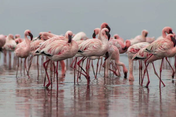 野生のアフリカの鳥 晴れた日に青いラグーンを歩くピンクのアフリカのフラミンゴのグループ鳥 — ストック写真