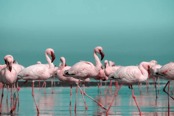 Wild african birds. Group birds of pink african flamingos  walking around the blue lagoon on a sunny day