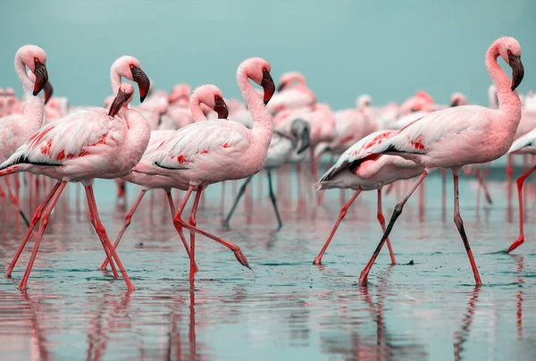 Wild african birds. Group birds of pink african flamingos  walking around the blue lagoon on a sunny day