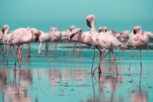 Wild african birds. Group birds of pink african flamingos  walking around the blue lagoon on a sunny day