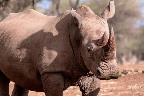 Portrait Male Bull White Rhino Grazing Etosha National Park Namibia — Stock Photo, Image