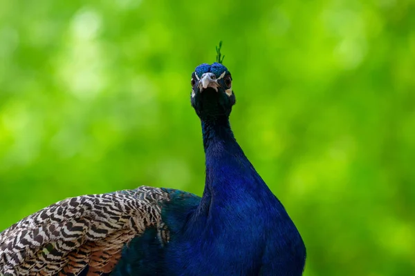 Wild Afrikaans Leven Close Van Schattige Pauw Grote Heldere Vogel — Stockfoto