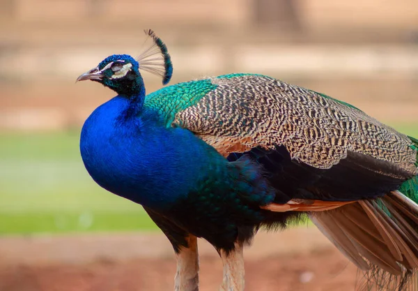 Wild Afrikaans Leven Close Van Schattige Pauw Grote Heldere Vogel — Stockfoto