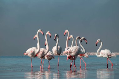 Vahşi Afrikalı hayatı. Pembe afrikalı flamingo kuşları güneşli bir günde mavi gölde dolaşıyorlar.