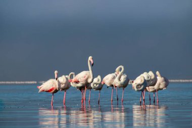 Vahşi Afrikalı hayatı. Pembe afrikalı flamingo kuşları güneşli bir günde mavi gölde dolaşıyorlar.