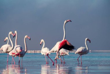 Vahşi Afrikalı hayatı. Pembe afrikalı flamingo kuşları güneşli bir günde mavi gölde dolaşıyorlar.