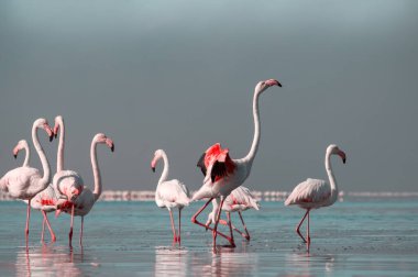 Vahşi Afrika kuşları. Pembe Afrikalı flamingo sürüsü güneşli bir günde mavi gökyüzünün arka planında mavi gölün etrafında yürüyorlar.. 