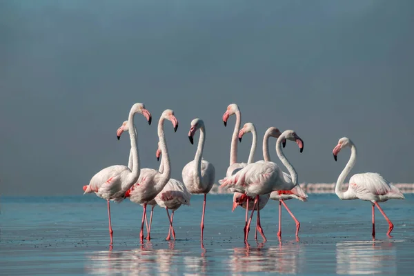 Wild African Life Group Birds Pink African Flamingos Walking Blue — Stock Photo, Image