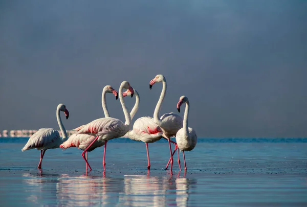 Vida Selvagem Africana Aves Grupo Flamingos Africanos Cor Rosa Caminhando — Fotografia de Stock