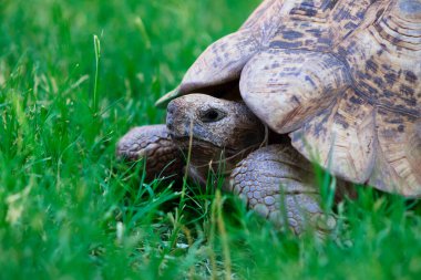 Yeşil çimlerin üzerinde yatan sevimli bir kaplumbağaya yaklaş. Namibya