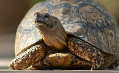 Yeşil çimlerin üzerinde yatan sevimli bir kaplumbağaya yaklaş. Namibya