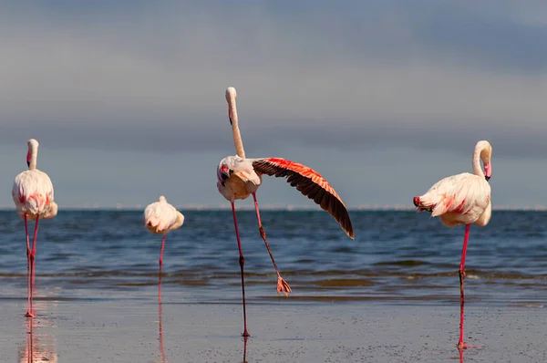 Дикие Африканские Птицы Группа Птиц Розовых Африканских Фламинго Прогуливается Голубой — стоковое фото