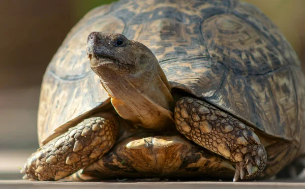 Yeşil çimlerin üzerinde yatan sevimli bir kaplumbağaya yaklaş. Namibya