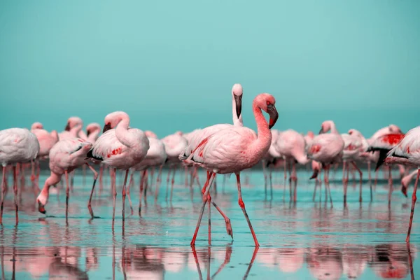 Wild African Birds Group Birds Pink African Flamingos Walking Blue — Stock Photo, Image