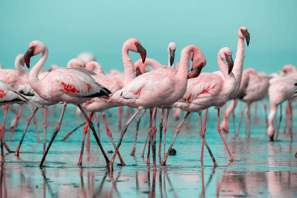 Wild african birds. Group birds of pink african flamingos  walking around the blue lagoon on a sunny day