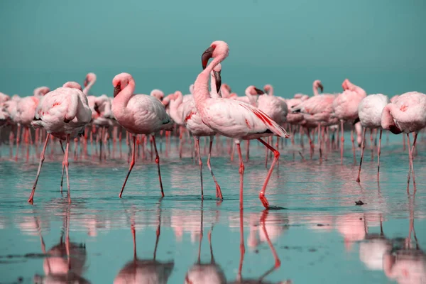 Wild african birds. Group birds of pink african flamingos  walking around the blue lagoon on a sunny day