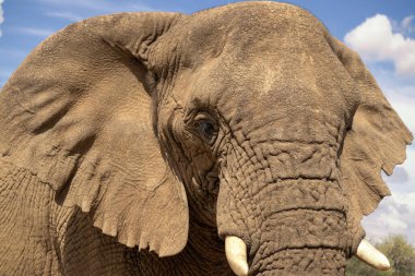 Namibya 'daki Etosha Ulusal Parkı' nın otlağındaki Afrika Fili. Afrika