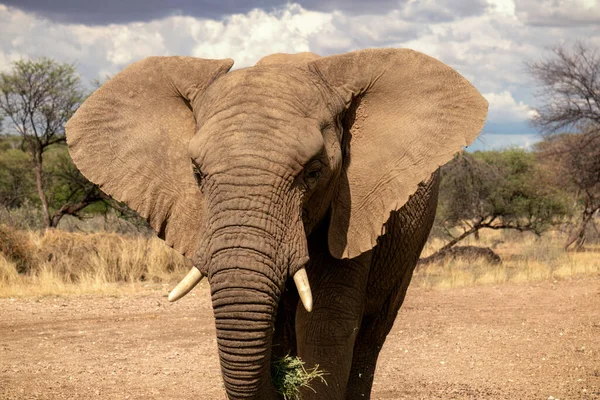 Elefante Africano Bush Las Praderas Del Parque Nacional Etosha Namibia — Foto de Stock