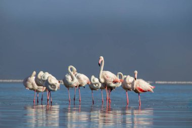 Vahşi Afrikalı hayatı. Pembe afrikalı flamingo kuşları güneşli bir günde mavi gölde dolaşıyorlar.