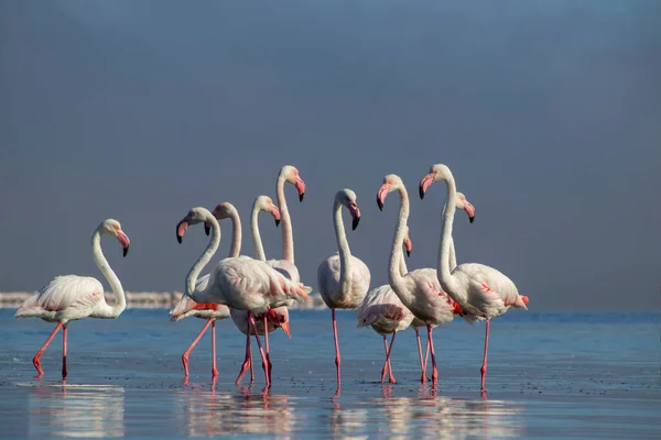 Vilt Afrikanskt Liv Grupp Fåglar Rosa Afrikanska Flamingos Promenader Runt — Stockfoto