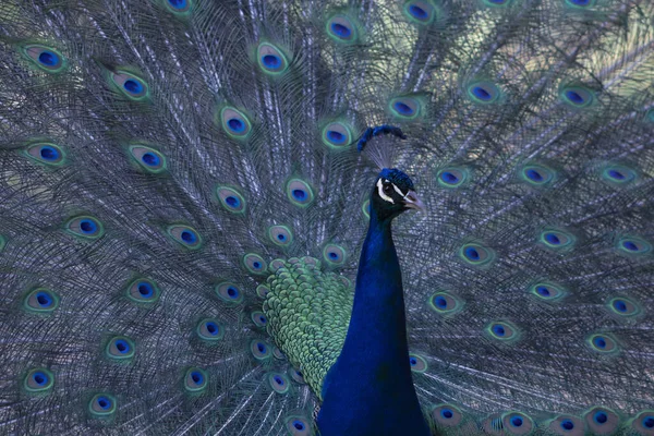 Retrato Pavão Bonito Com Penas Para Fora Pássaro Grande Brilhante — Fotografia de Stock