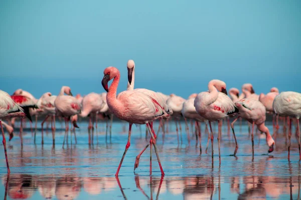 Wild african birds. Group birds of pink african flamingos  walking around the blue lagoon on a sunny day