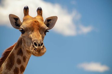 Vahşi Afrika hayvanı. Büyük Namibya zürafasına yakın yaz mavi gökyüzünde. 