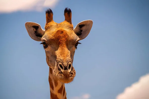 Animal Salvaje Africano Primer Plano Gran Jirafa Namibia Común Cielo — Foto de Stock