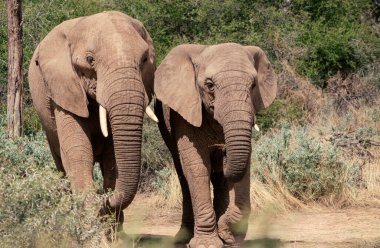 Namibya 'daki Etosha Ulusal Parkı' nda iki Afrika Fili. Afrika
