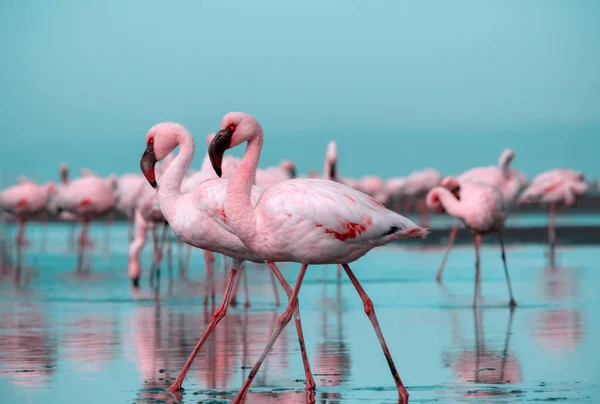 Vilda Afrikanska Fåglar Flock Rosa Afrikanska Flamingos Promenader Runt Den — Stockfoto