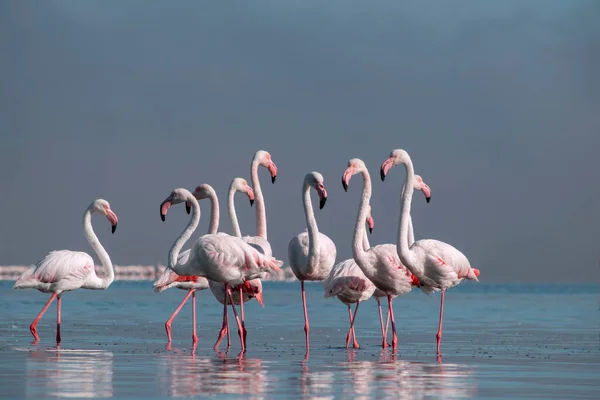Wilde Afrikanische Vögel Herde Rosafarbener Afrikanischer Flamingos Die Einem Sonnigen — Stockfoto