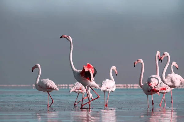 Divocí Afričtí Ptáci Hejno Růžových Afrických Plameňáků Kráčejících Kolem Modré — Stock fotografie