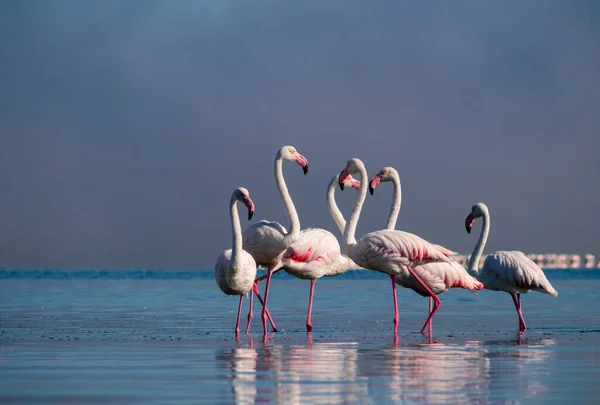 Vilda Afrikanska Fåglar Flock Rosa Afrikanska Flamingos Promenader Runt Den — Stockfoto