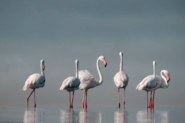 Vahşi Afrika kuşları. Pembe Afrikalı flamingo sürüsü güneşli bir günde mavi gölün arka planında yürüyorlar..