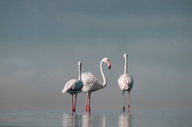 Vahşi Afrika kuşları. Pembe Afrikalı flamingo sürüsü güneşli bir günde mavi gölün arka planında yürüyorlar..