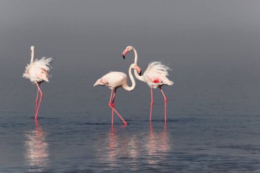 Vahşi Afrika kuşları. Pembe Afrikalı flamingo sürüsü güneşli bir günde mavi gölün arka planında yürüyorlar..