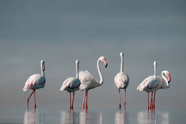 Wild African Birds Flock Pink African Flamingos Walking Blue Lagoon — Stock Photo, Image