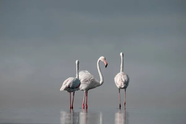 Aves Africanas Selvagens Rebanho Flamingos Africanos Cor Rosa Caminhando Pela — Fotografia de Stock