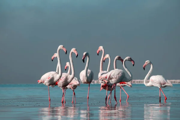 Wild African Birds Flock Pink African Flamingos Walking Blue Lagoon — Stock Photo, Image