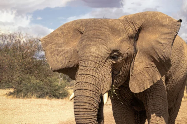 Primer Plano Del Elefante Africano Bush Pastizal Día Soleado — Foto de Stock