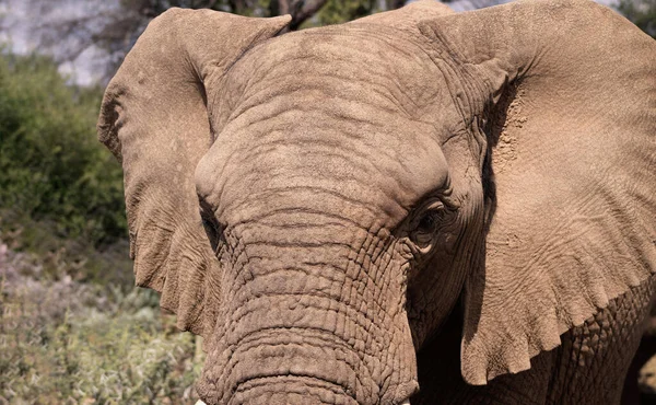 Primer Plano Del Elefante Africano Bush Pastizal Día Soleado — Foto de Stock