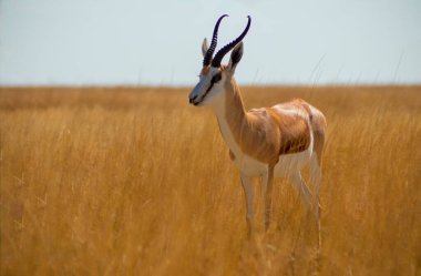 Vahşi Afrika hayvanları. Orta büyüklükteki antilop (springbok) uzun sarı çimlerde bulunur. Etosha Ulusal Parkı. Namibya